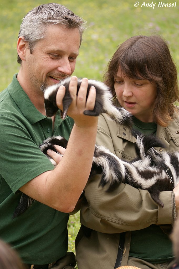 Skunks erreichen eine Krperlnge von 11,5 bis 51 Zentimeter, eine Schwanzlnge von 7 bis 43,5 Zentimeter sowie ein Gewicht von 700 Gramm bis 4,5 Kilogramm. Der Krperbau der Skunks hnelt einer Mischung aus Dachsen und Wieseln.
