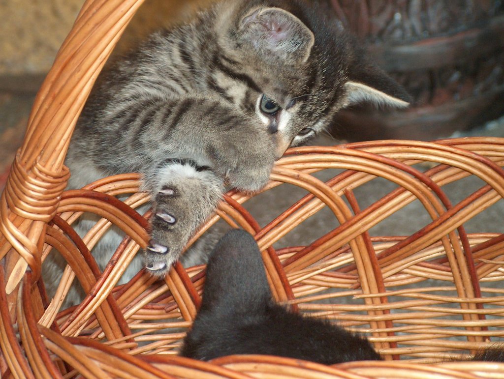 So ein Korb ist ein toller spielplatz -  Whisky  rgert seine Mutter - 12.06.2007
