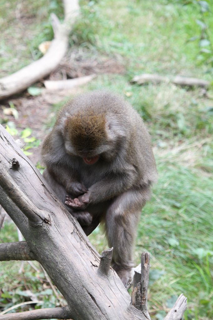  So ein Mist, jetzt habe ich mir auch noch einen Span eingezogen.  Japan- oder Rotgesichtsmakak (Macaca fuscata) am 18.9.2010 im Zoo Sauvage de Saint-Flicien,QC.
