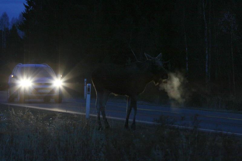 So energiegeladen wie der junge Elchbulle in der Dmmerung auf die RV 170 sprang, glaubt ich fr einen Augenblick ich werde zeuge eines schlimmen Wildunfalls. Aber der Autofahrer erkannte das Tier rechtzeitig. Letztendlich drehte der Elchbulle auch wieder um. Akershus / Norwegen, 28.10.2012