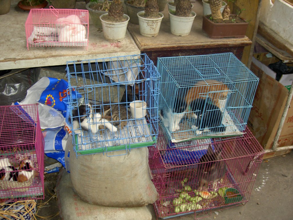 So geht es den Tieren in Asien. Kleintiermarkt in Shanghai. Man kann nur hoffen, dass die kleinen Katzen nicht im Topf landen. Da hat sogar das Kanninchen mehr Platz.