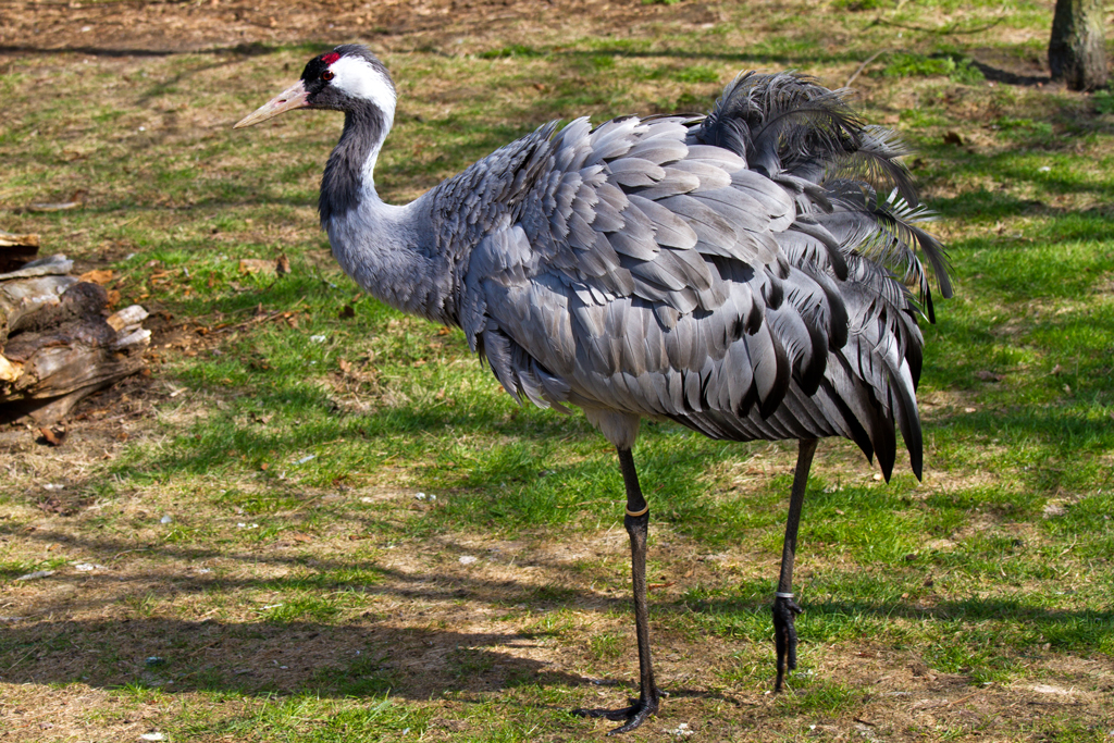 So nah am Kranich kommt man in freier Wildbahn leider nie, das Bild wurde im Tierpark Ueckermnde aufgenommen. - 17.04.2011