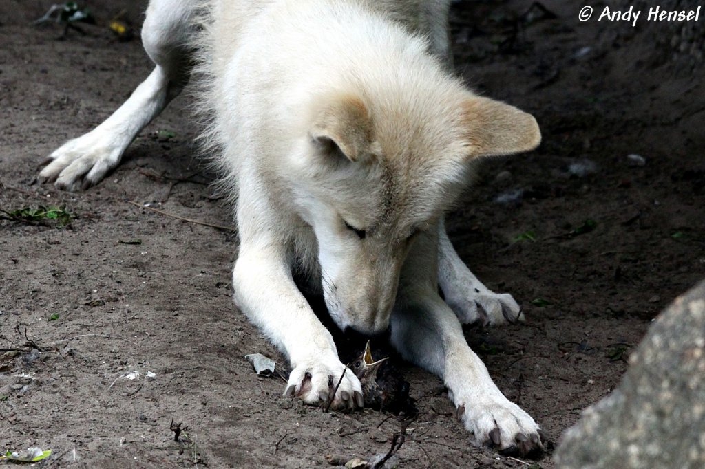 So traurig die nchsten Bilder auch aussehen, aber das ist nunmal der Lauf der Natur. Polarwolf kurz nach den fang eines Vogel, welcher kurz darauf den jungen Wlfen bergeben wurde.