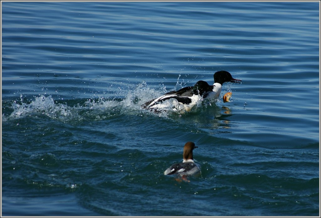 ...so zerronnen...
(06.03.2012)