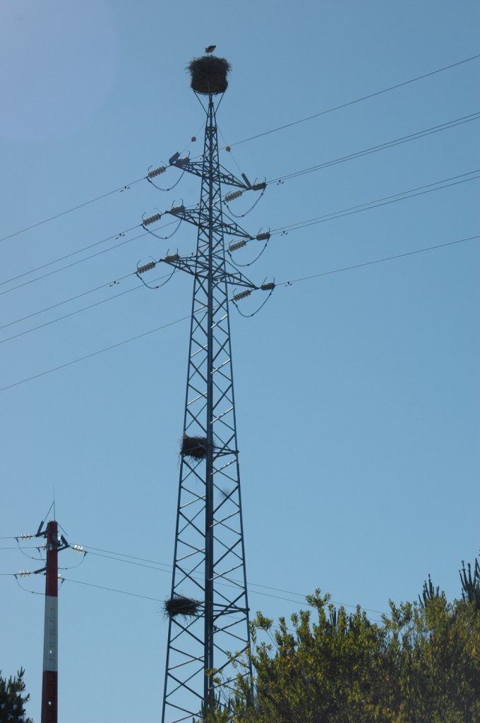 Sogar auf dem Hochspannungsmast haben sich in Angeja Portugal die Strche breit gemacht. Gesehen am 20.05.2010.