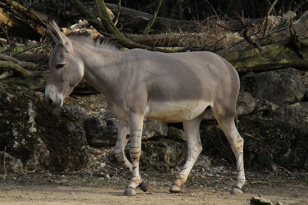 Somali-Wildesel (Equus africanus somalicus) am 19.3.2010 im Zoo Basel.
Diese Esel sind die seltensten Tieren im Zoo Basel. Von Ihnen gibt es nur noch ca. 150-300 Tiere in freier Wildbahn und 130 Tieren in Zoos.