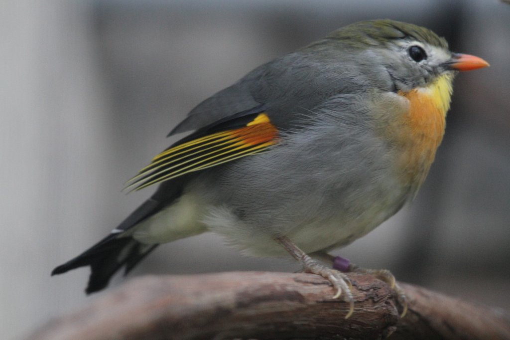 Sonnenvogel oder Chinesische Nachtigall (Leiothrix lutea) am 25.9.2010 im Toronto Zoo.