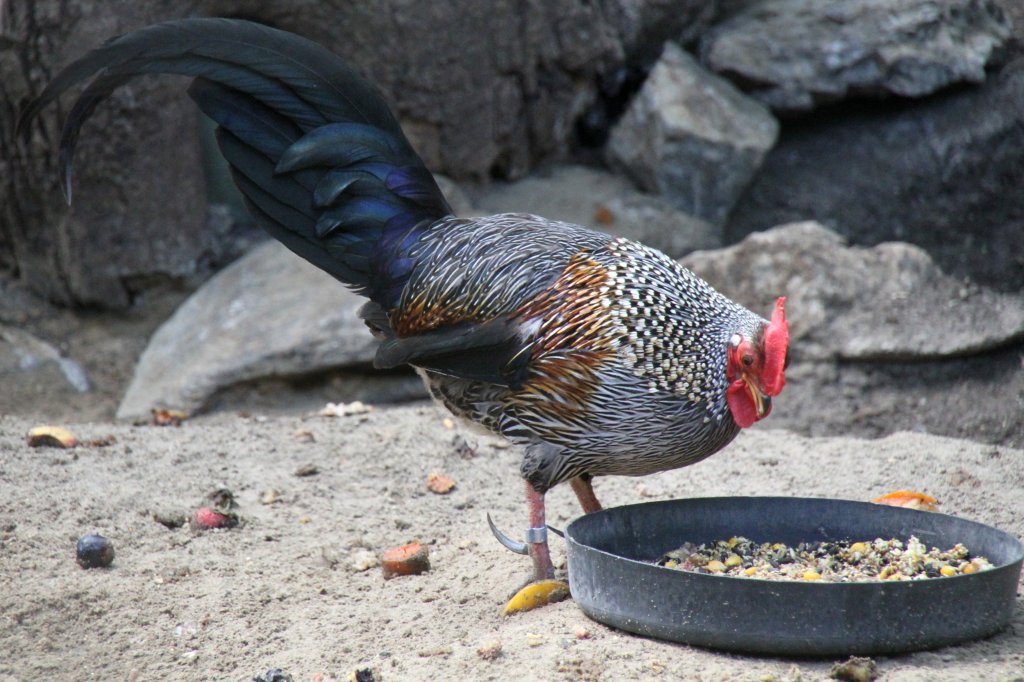 Sonnerathuhn (Gallus sonneratii) am 18.4.2010 im Tierpark Berlin.