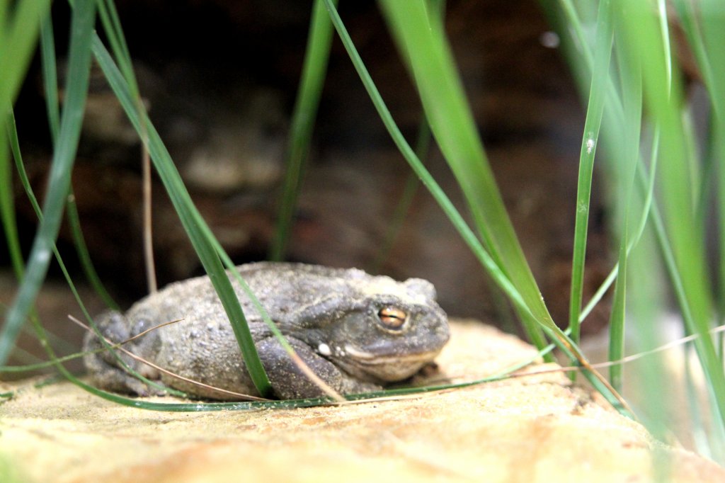 Sonora-Netzkrte oder auch Coloradokrte (Incilius alvarius - syn. bufo alvarius) am 12.3.2010 im Zooaquarium Belrin.