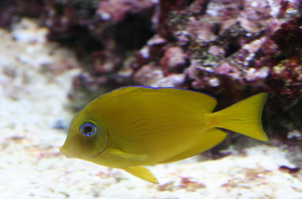 Sptblauer-Doktorfisch (Acanthurus coeruleus) am 12.12.2009 im Aquarium des Berliner Zoos.