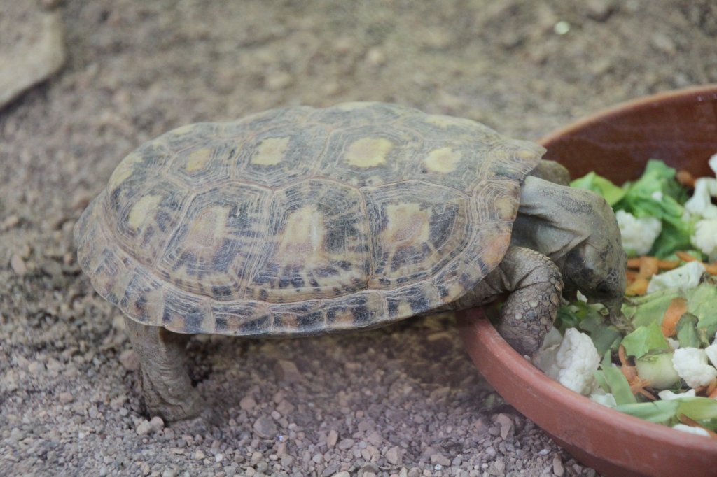 Spaltenschildkrte (Malacochersus tornieri) am 26.6.2010 im Leipziger Zoo.