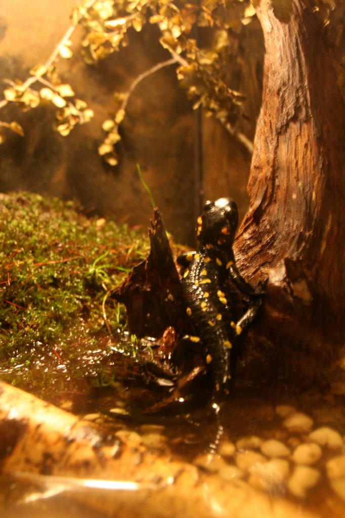 Spanischer Feuersalamander (Salamandra sal. almanzoris) am 7.12.2009 im Zoo Dresden.