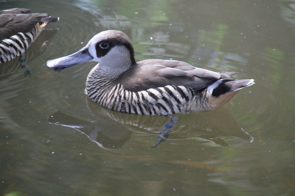 Spatelschnabelente (Malacorhynchus membranaceus) am 18.4.2010 im Tierpark Berlin.