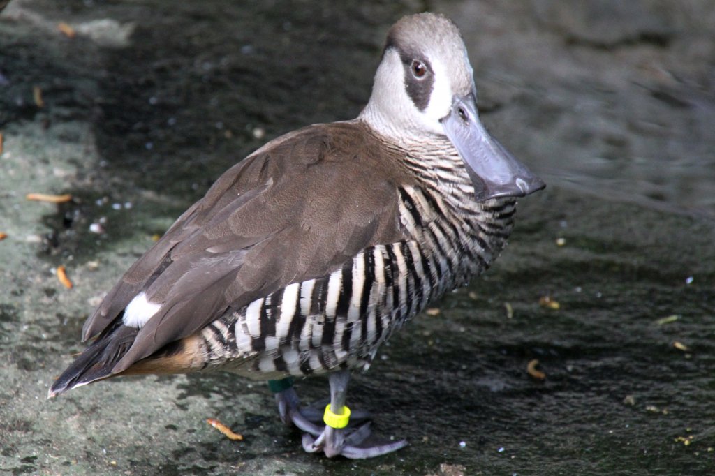 Spatelschnabelente (Malacorhynchus membranaceus) am 18.4.2010 im Tierpark Berlin.