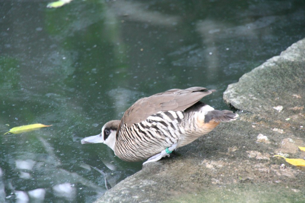 Spatelschnabelente (Malacorhynchus membranaceus) kurz vor dem Sprung ins Wasser. Alfred-Brehm-Haus am 13.12.2009 im Tierpark Berlin.