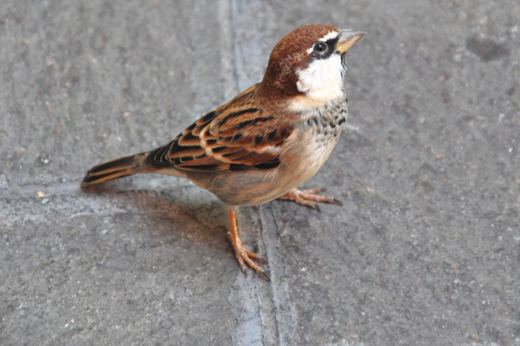 Spatz am Gardasee (SIRMIONE, Provinz Brescia/Italien, 30.09.2011)