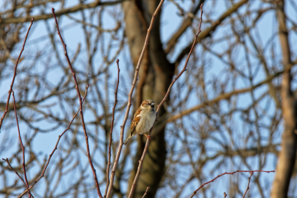 Spatz im Gest. - 14.03.2013