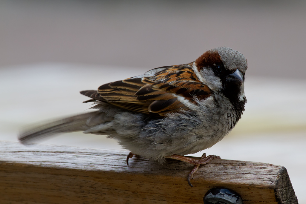 Spatz lauert beim  Essen  auf sein Anteil. - 02.06.2012