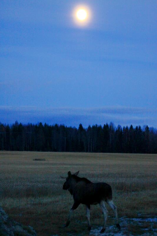 Spaziergang im Mondschein. Ein junger Elchbulle in Akershus / Norwegen; 28.10.2012