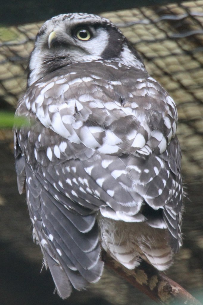 Sperbereule (Surnia ulula) am 26.6.2010 im Zoo Leipzig.