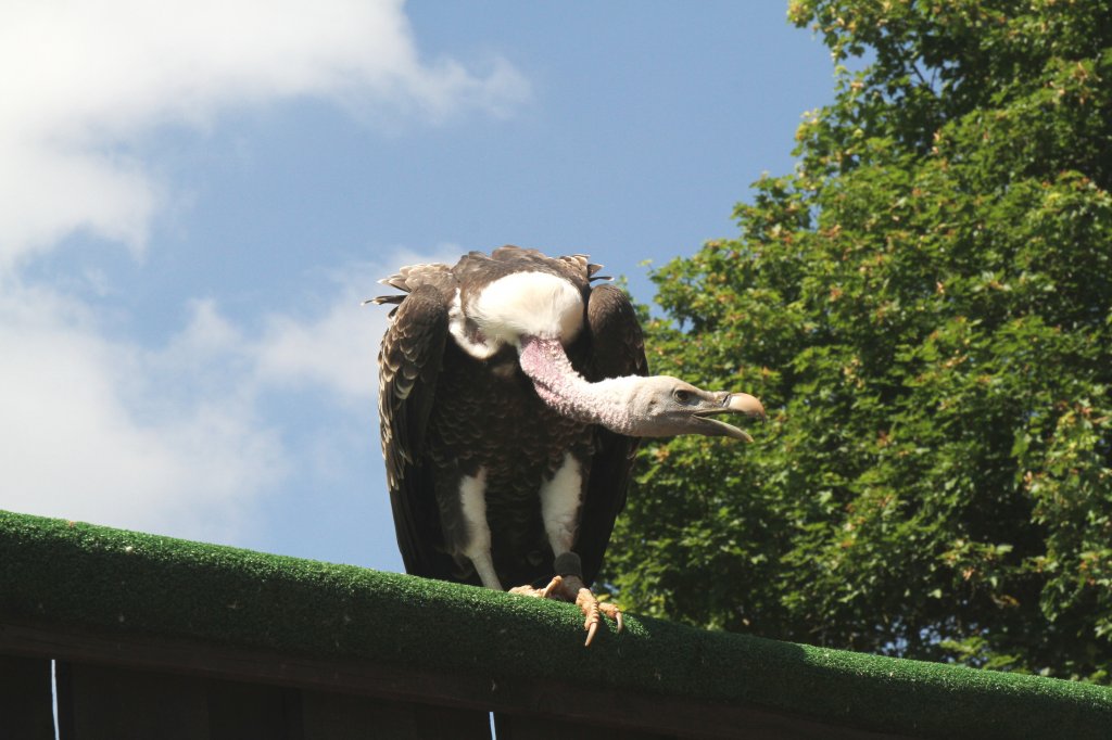 Sperbergeier (Gyps rueppellii) am 4.6.2010 im Vogelpark Steinen.