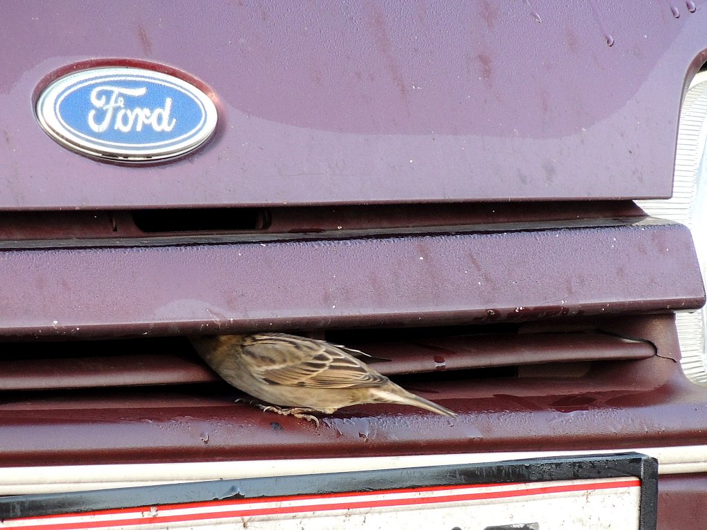 Sperling sucht im Khlergrill Nahrung; 121013