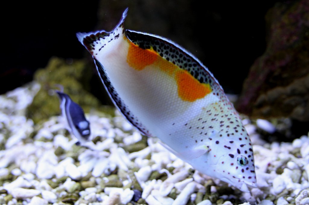 Spiegelfleck-Lippfisch (Coris aygula) am 23.4.2010 im Meeresaquarium Zella-Mehlis.