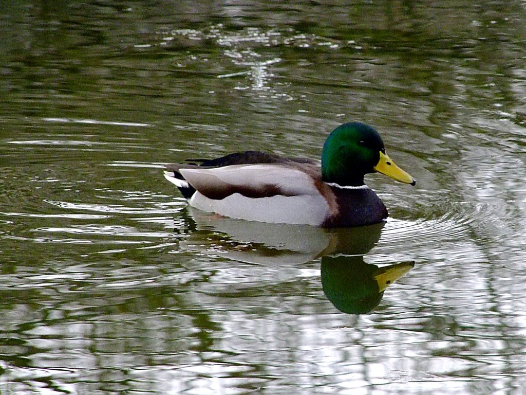  Spieglein, Spieglein im Weiher  wer ist der schnste Erpel im ganzen Land;120102