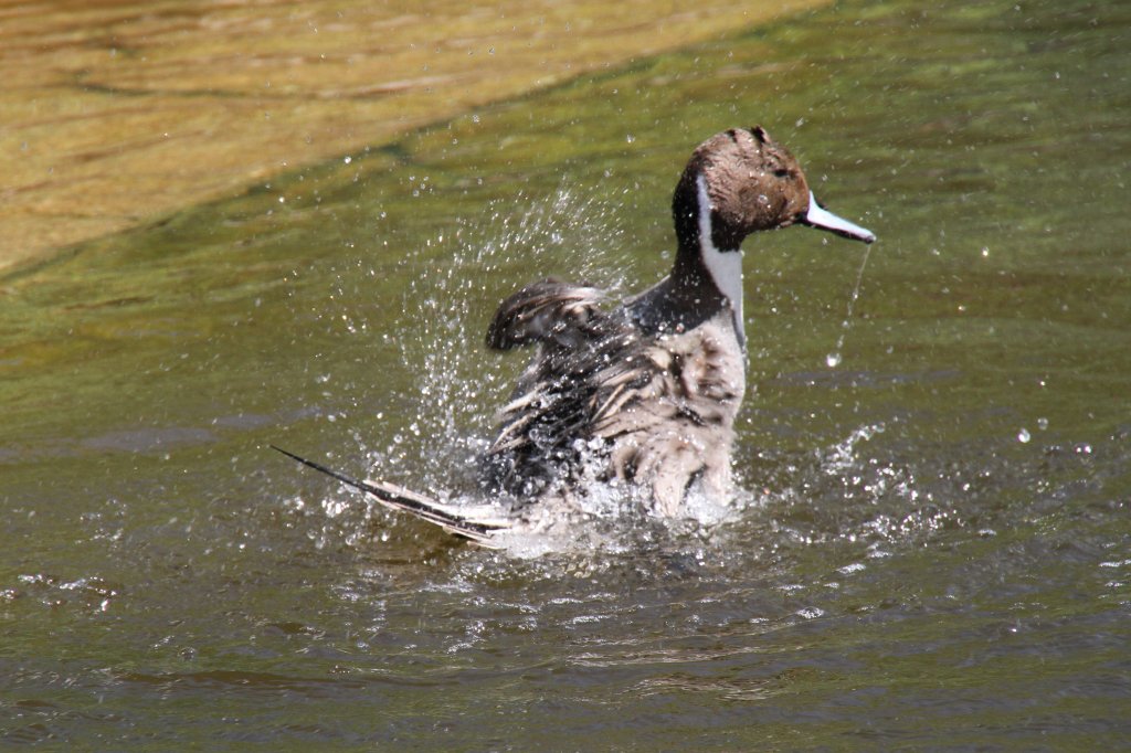 Spieente (Anas acuta) beim Baden. 26.4.2010 im Vogelpark Stutensee-Friedrichstal.