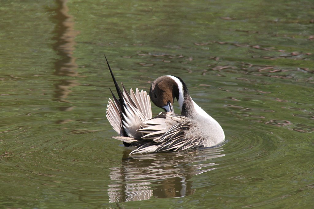 Spieente (Anas acuta) beim Baden. 26.4.2010 im Vogelpark Stutensee-Friedrichstal.