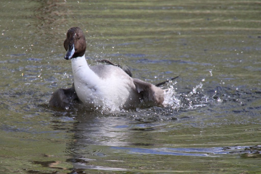 Spieente (Anas acuta) beim Baden. 26.4.2010 im Vogelpark Stutensee-Friedrichstal.