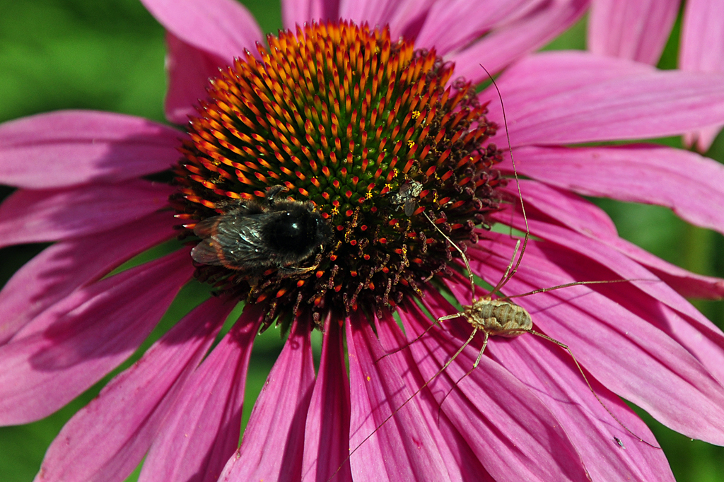 Spinne und Hummel friedlich vereint auf einer Blte, Euskirchen 30.06.2011