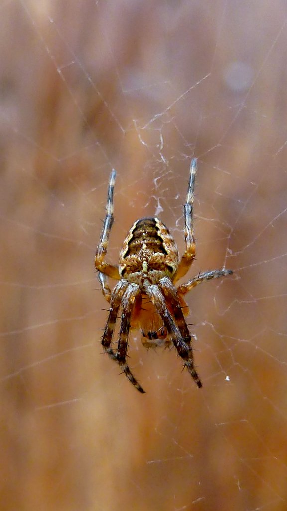 Spinne macht Pause. Foto 22.07.12