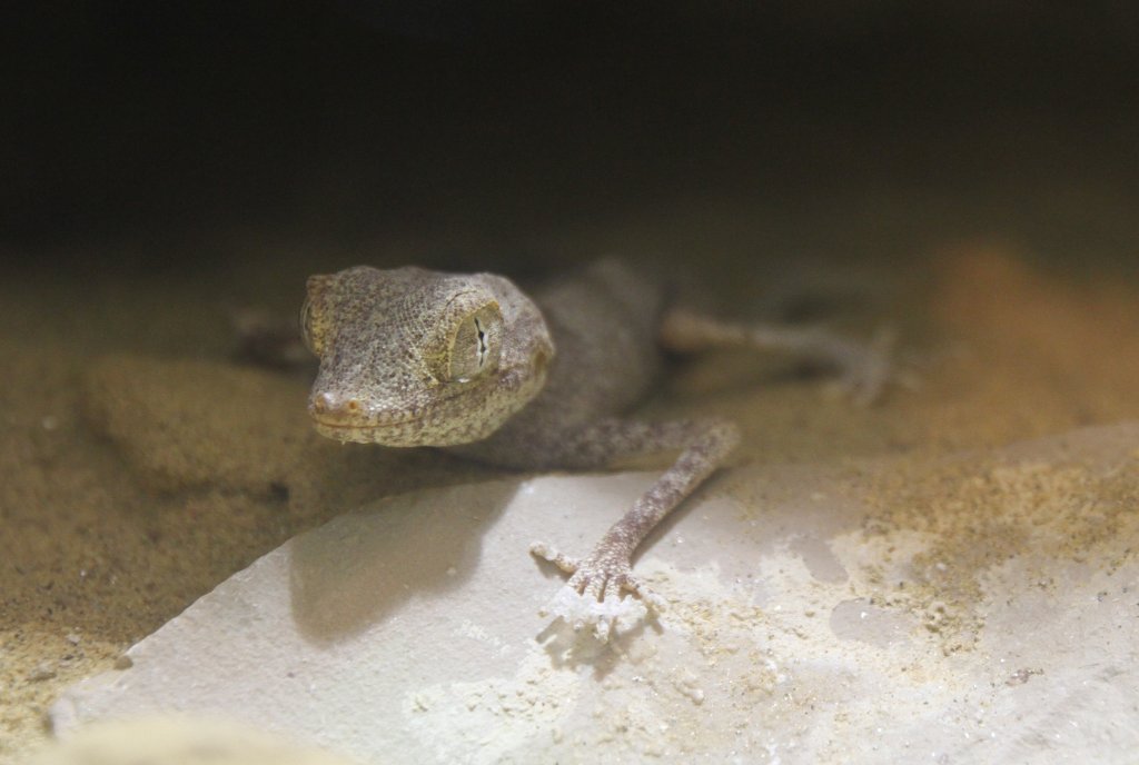 Spinnengecko (Agamura persica) am 9.2.2010 im Vivarium Karlsruhe.