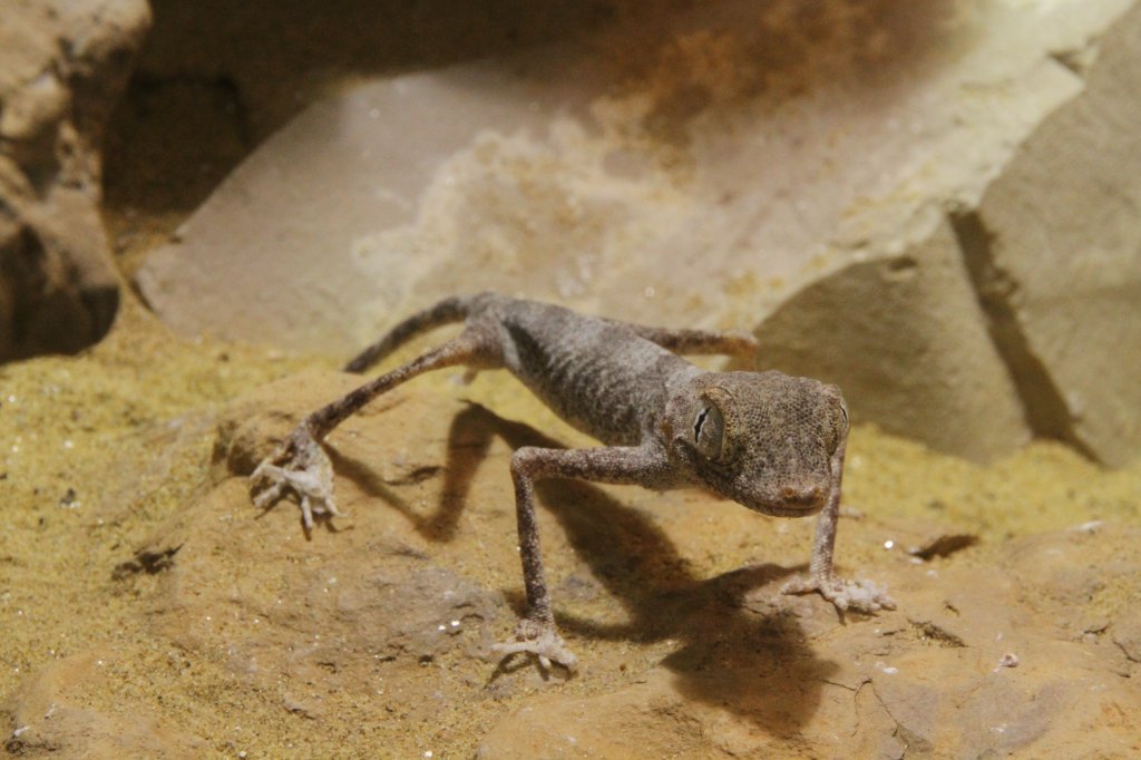 Spinnengecko (Agamura persica) am 9.2.2010 im Vivarium Karlsruhe. Dieser hochbeinige Geselle kommt aus Afghanistan und dem Iran.