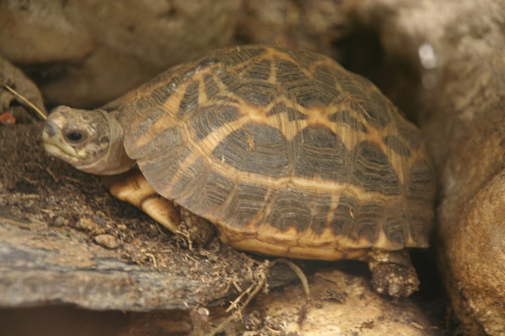 Spinnenschildkrte (Pyxis arachnoides) am 13.12.2009 im Tierpark Berlin.