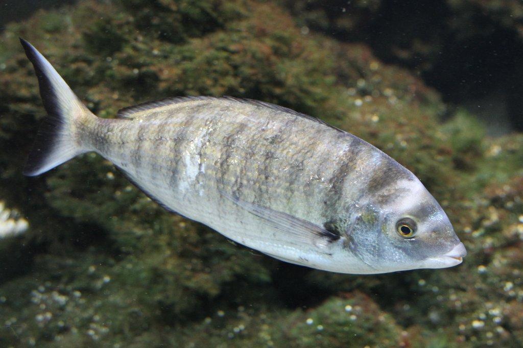 Spitzbrasse (Diplodus puntazzo) am 19.3.2010 im Zooaquarium Basel.