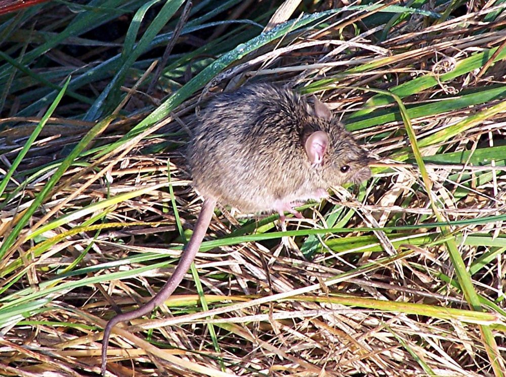 Spitzmaus am Bahndamm in Rheinbach - 12.11.2004 (Umschichtung von Landschaftsfoto - keine passende Kat. in Nagetiere gefunden!!)