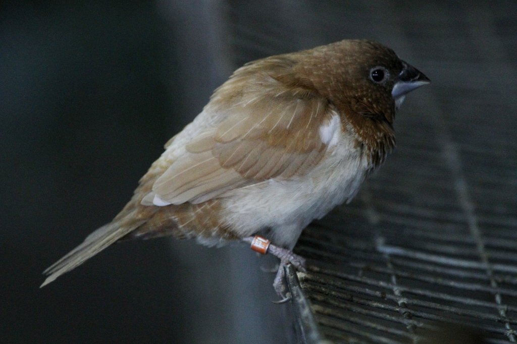 Spitzschwanz-Bronzemnnchen (Lonchura striata) am 3.10.2010 im Bird Kingdom in Niagara Falls, Ontario.