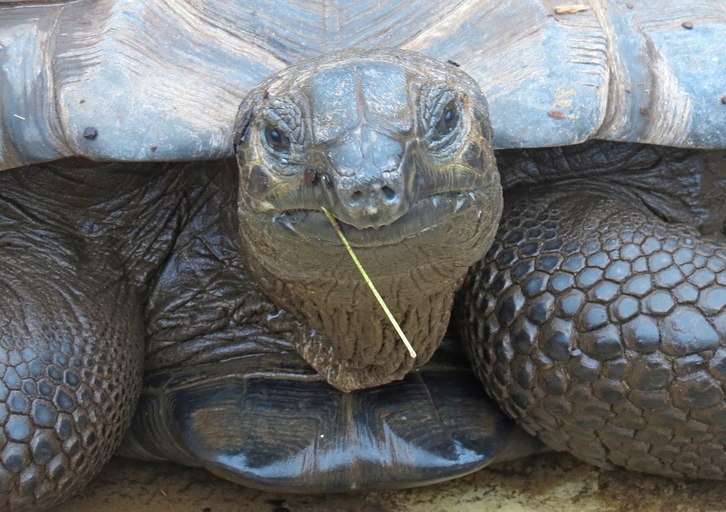 Spornschildkrte