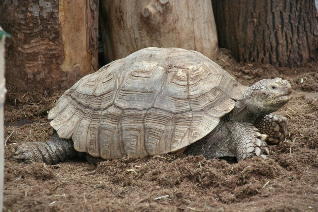 Spornschildkrte (Centrochelys sulcata) am 9.1.2010 im Riesenchildkrten-Haus im Tierpark Berlin.
 
