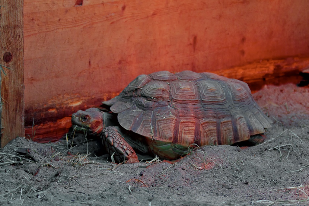 Spornschildkrte wrmt sich unter einer Rotlichtlampe auf der Schmetterlingsfarm in Trassenheide. - 04.02.2013
