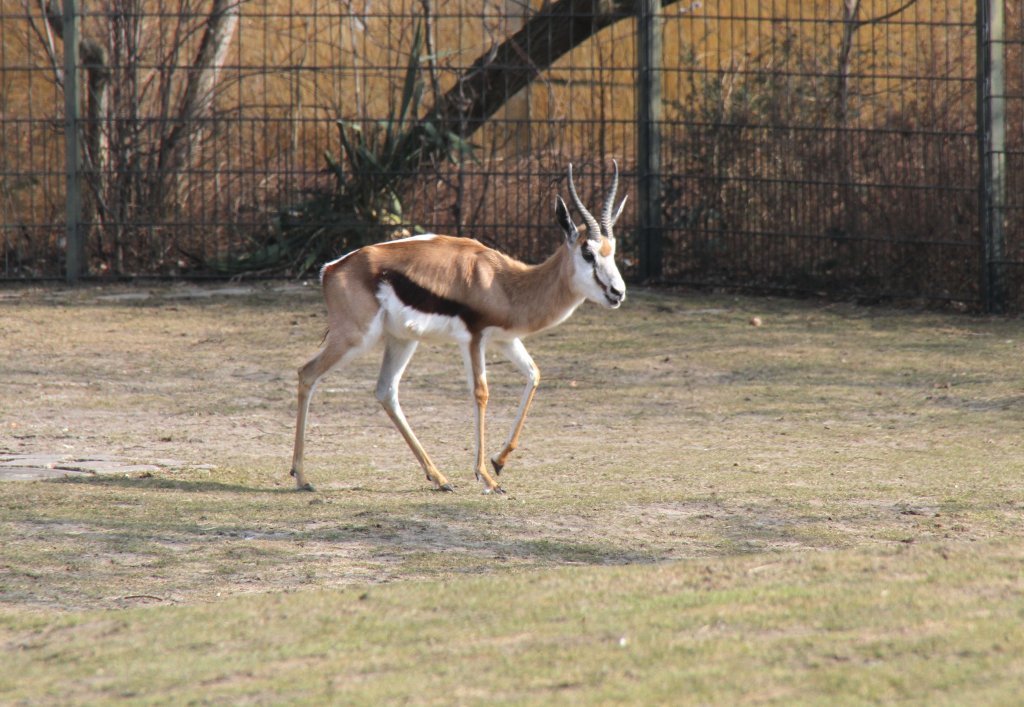 Springbock (Antidorcas marsupialis) am 11.3.2010 im Zoo Berlin.