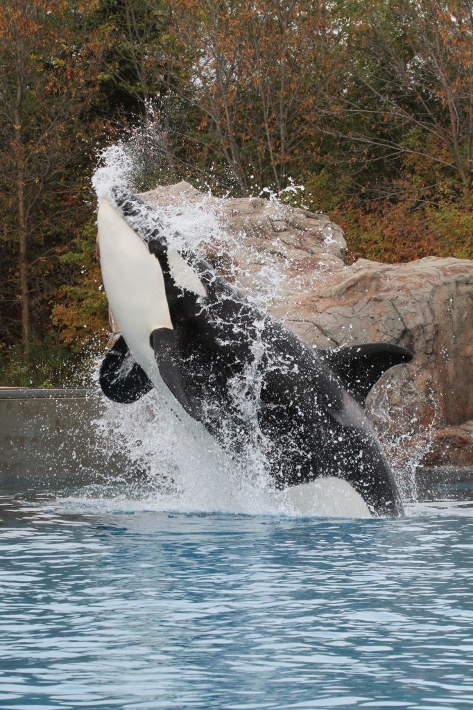 Springender Orca (Orcinus orca) am 3.10.2010 im Marineland in Niagara Falls,ON. 

