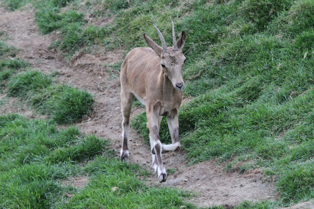 Springender Sibirischer Steinbock (Capra sibirica) am 18.9.2010 im Zoo Sauvage de Saint-Flicien,QC.