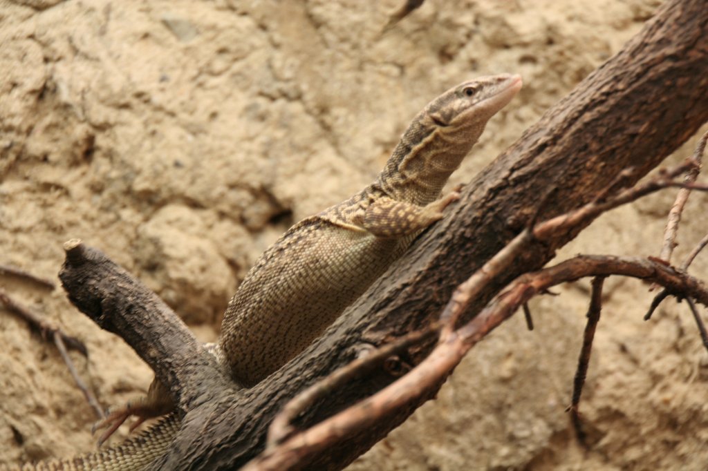 Stachelschwanzwaran (Varanus acanthurus) am 13.12.2009 im Tierpark Berlin.