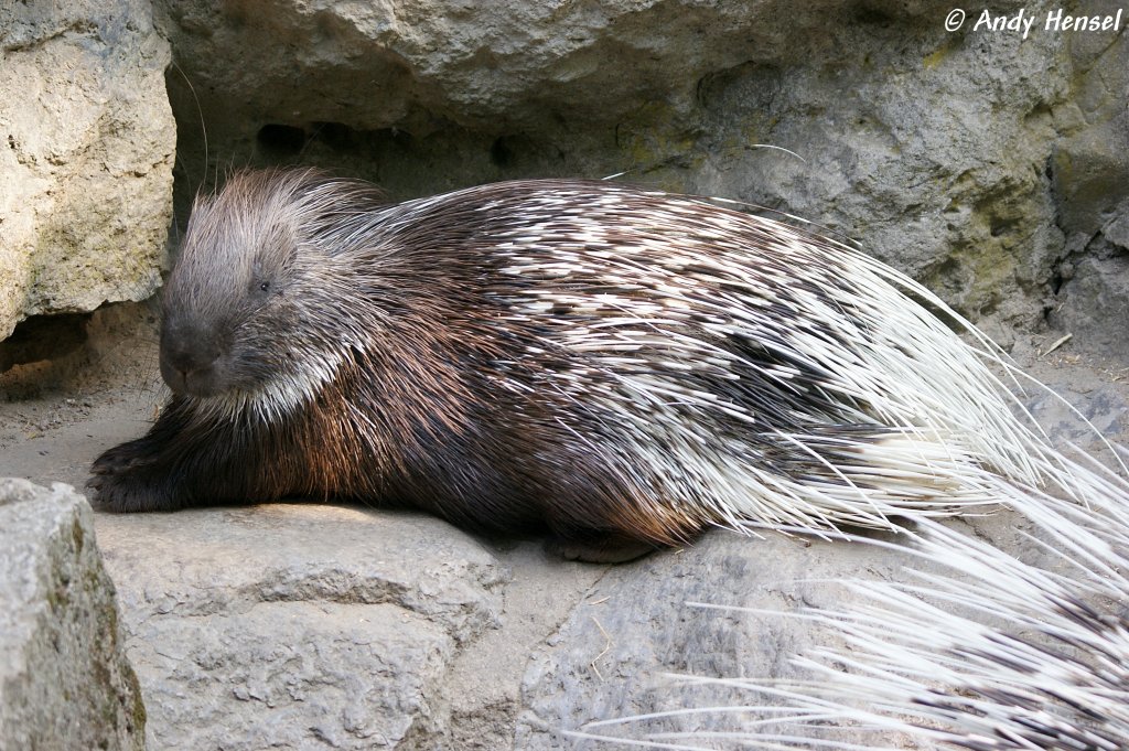 Stachelschwein