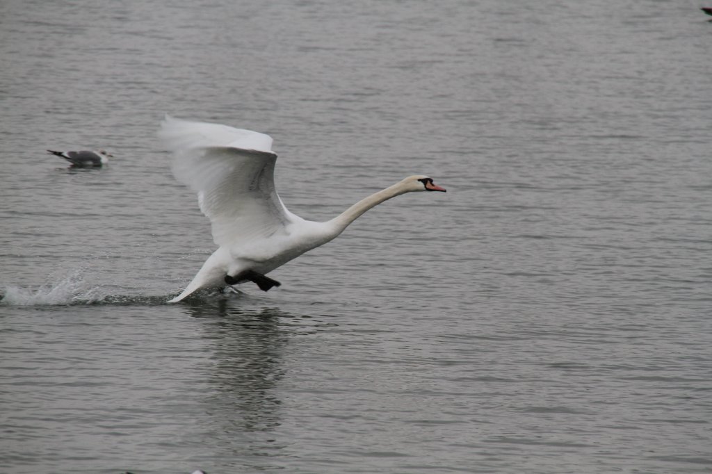 Startender Hckerschwan (Cygnus olor) am 12.2.2010 am Rhein bei Altenheim.