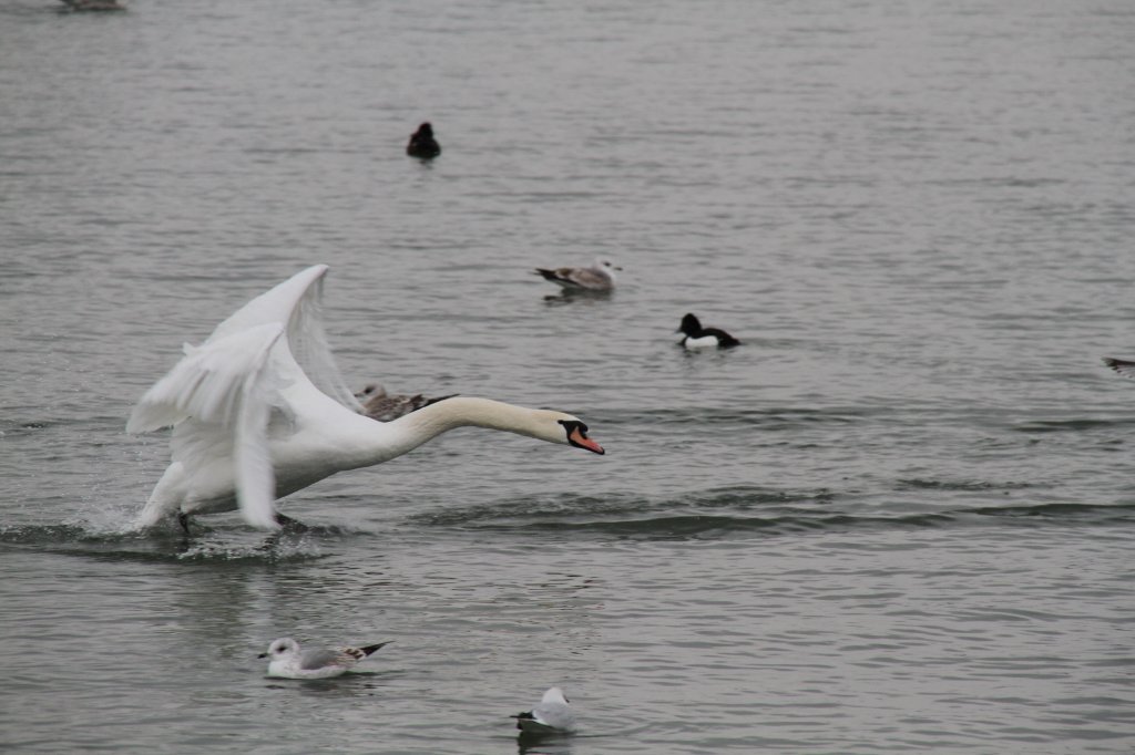 Startender Hckerschwan (Cygnus olor) am 12.2.2010 am Rhein bei Altenheim.
