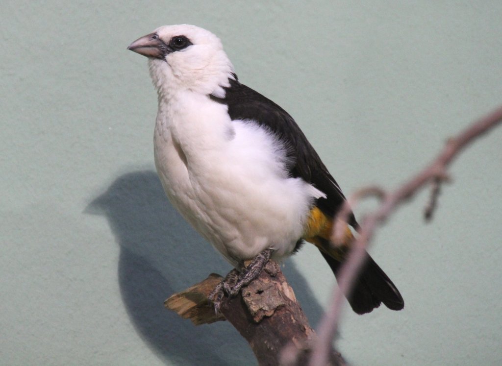 Starweber (Dinemellia dinemelli) am 25.2.2010 im Zoo Berlin. Dieses Tier kommt in der Trockensavanne von Ostafrika vor.